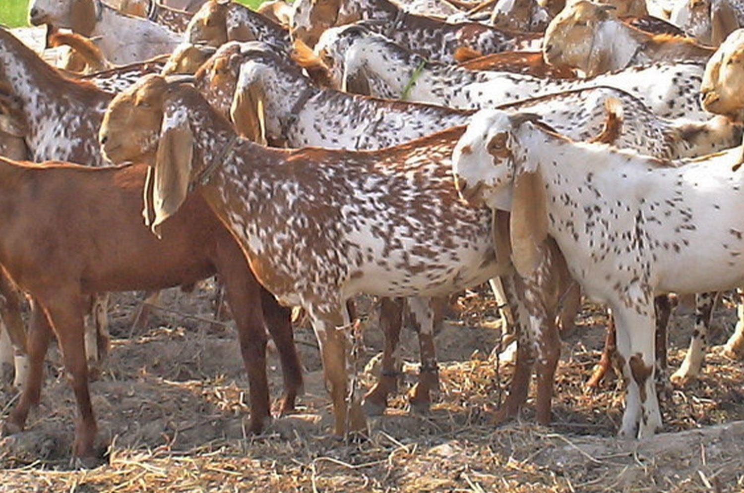 Makhi Cheeni Goats in Pakistan Organic Goat