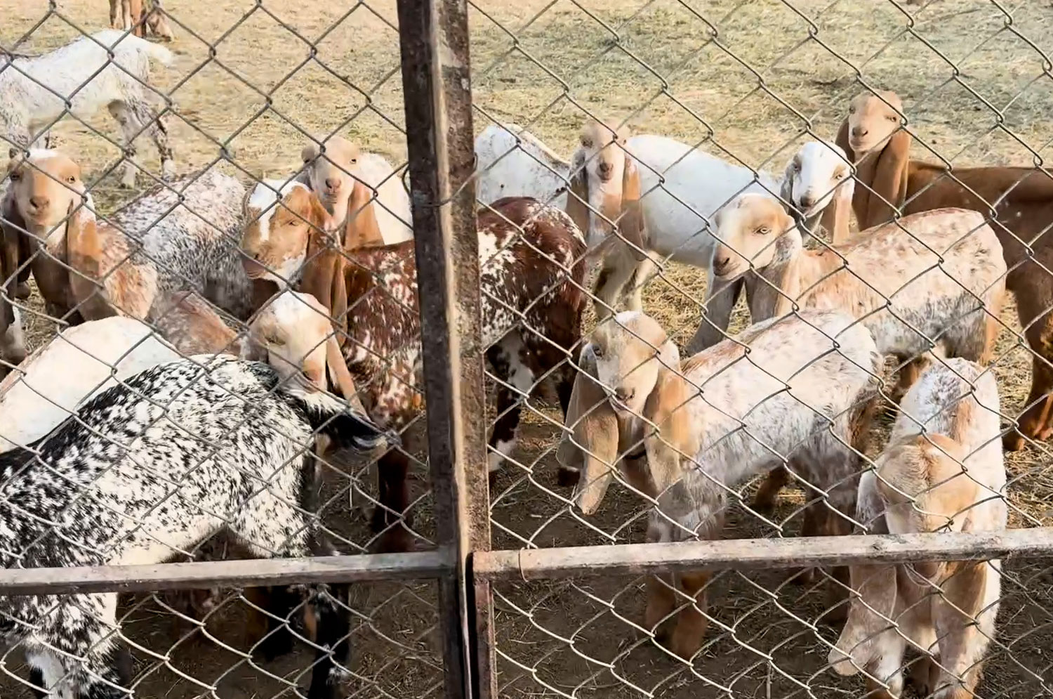 Organic goat kids Organic Goat