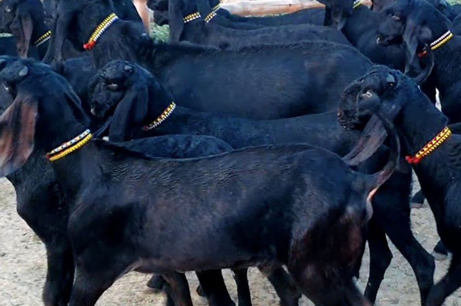 beetle goats in Pakistan Organic Goat