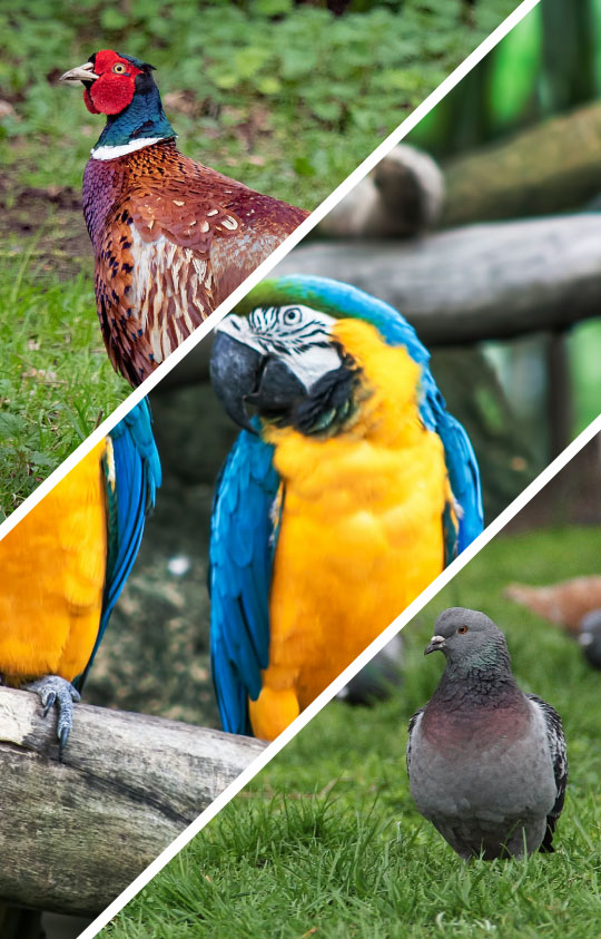 Bird & Aivory Bird & Aivory