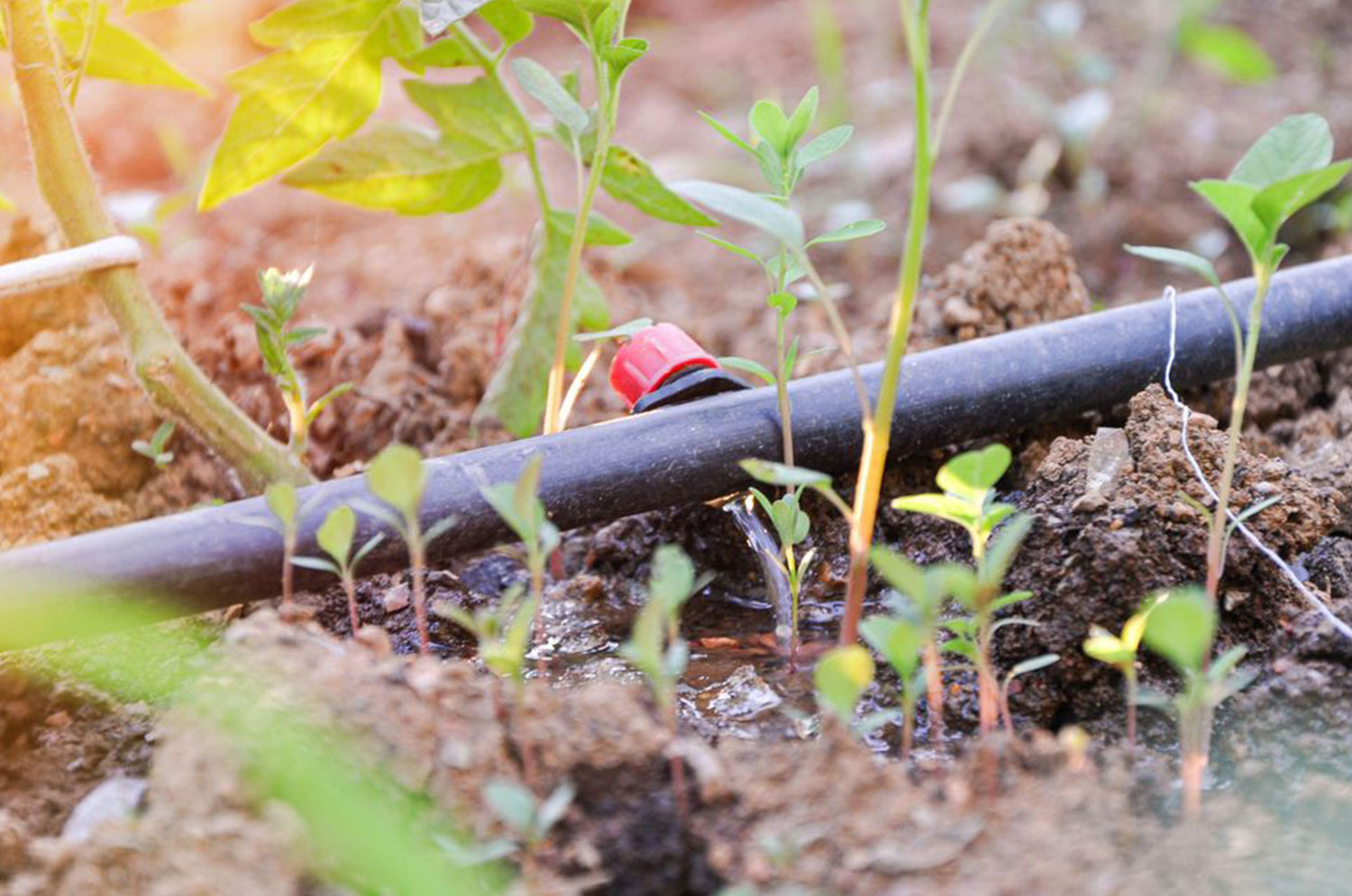 Drip Irrigation Drip Irrigation