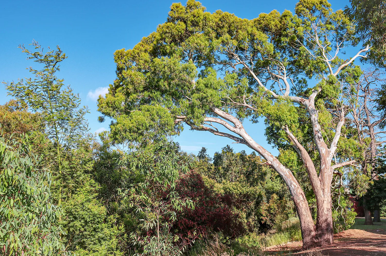 Eucalyptus Trees Eucalyptus Trees