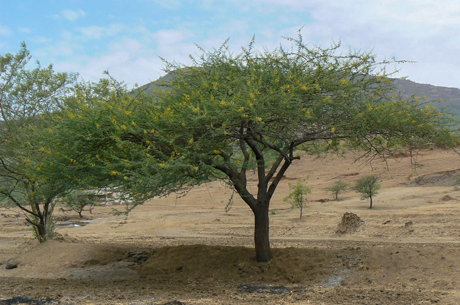 Kikar Trees Kikar Trees