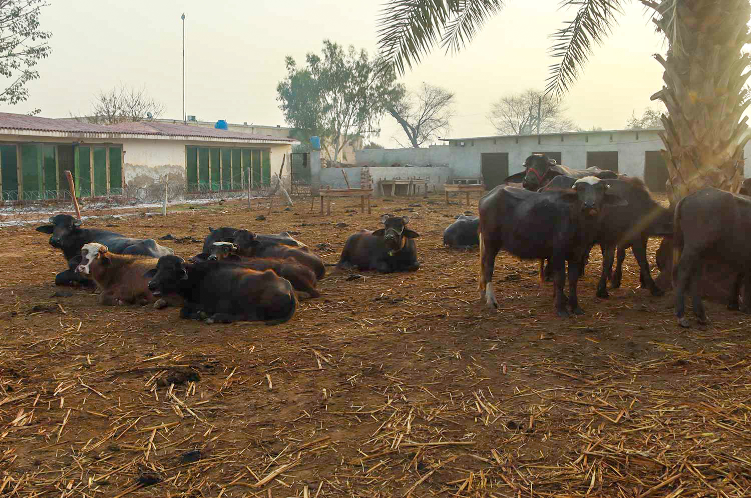 Nili Ravi Buffaloes Nili Ravi Buffaloes