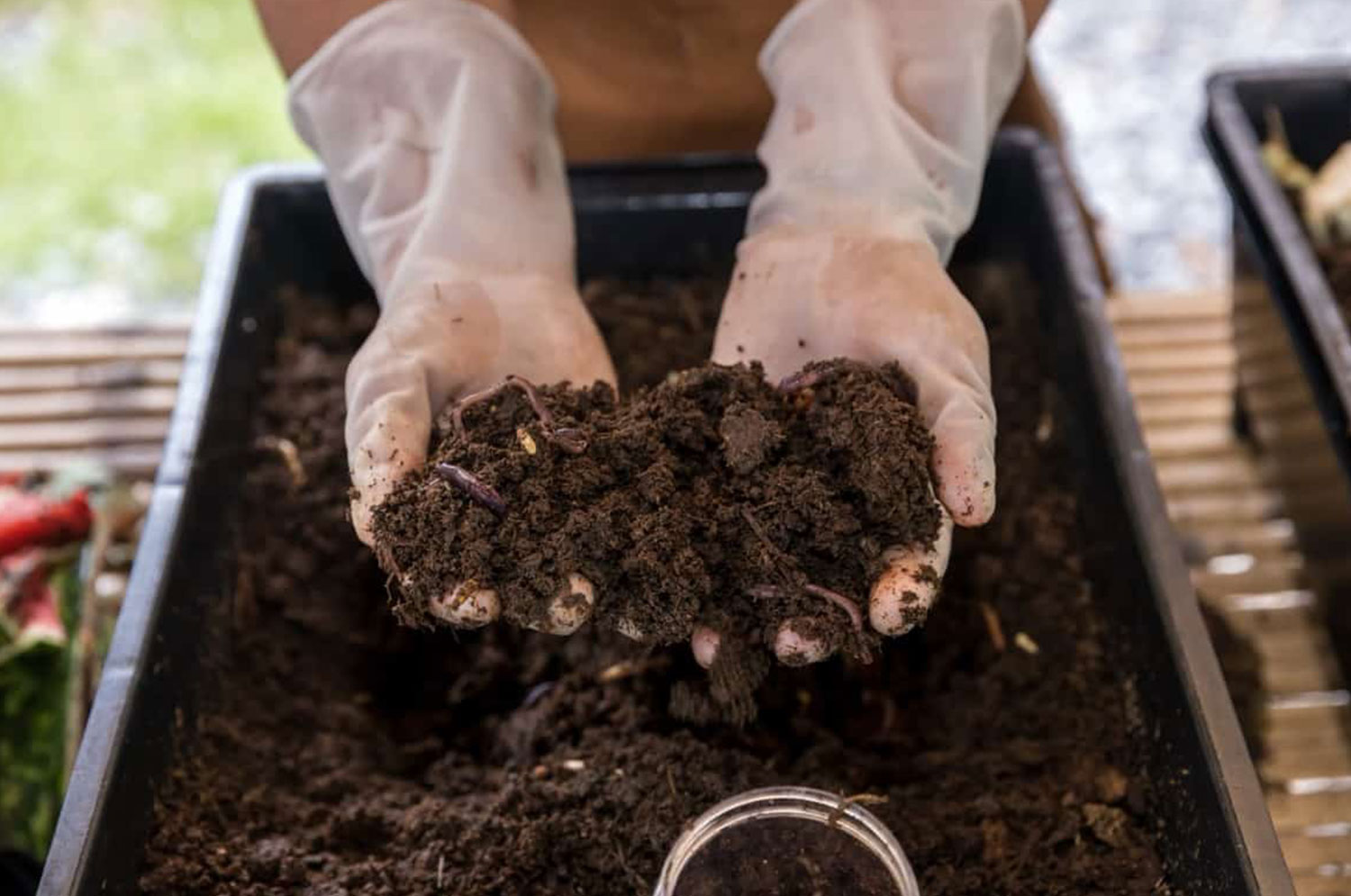 Organic Fertilizer Guava Organic Fertilizer Guava