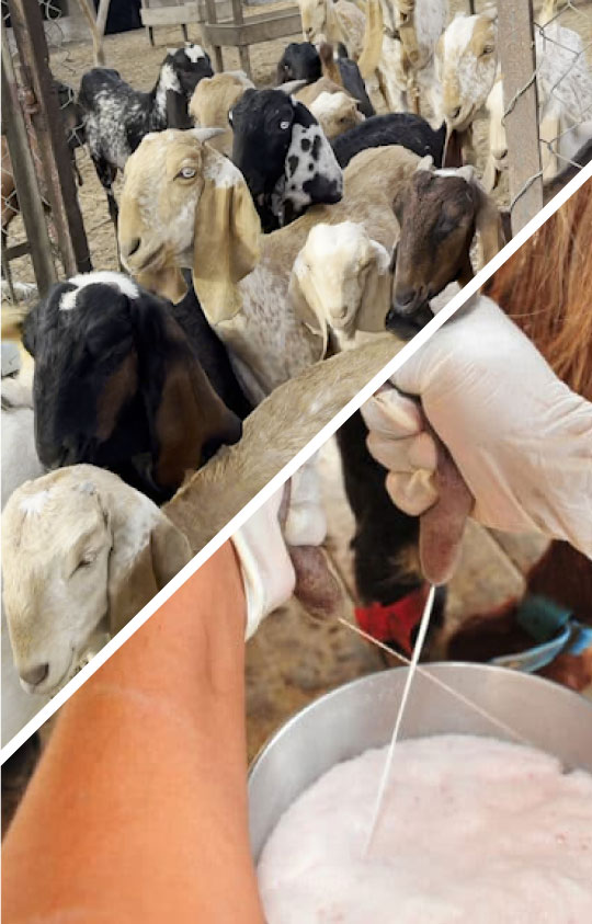 Organic Goats Meat & Milk Organic Goats Meat & Milk