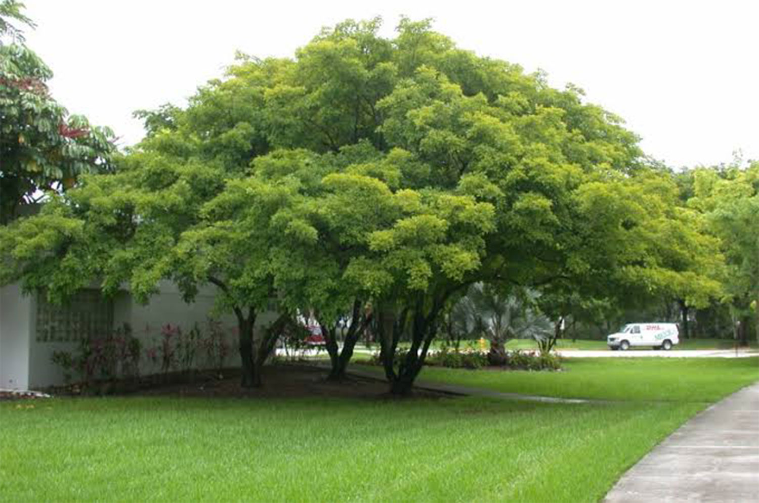 Sheesham Trees Sheesham Trees