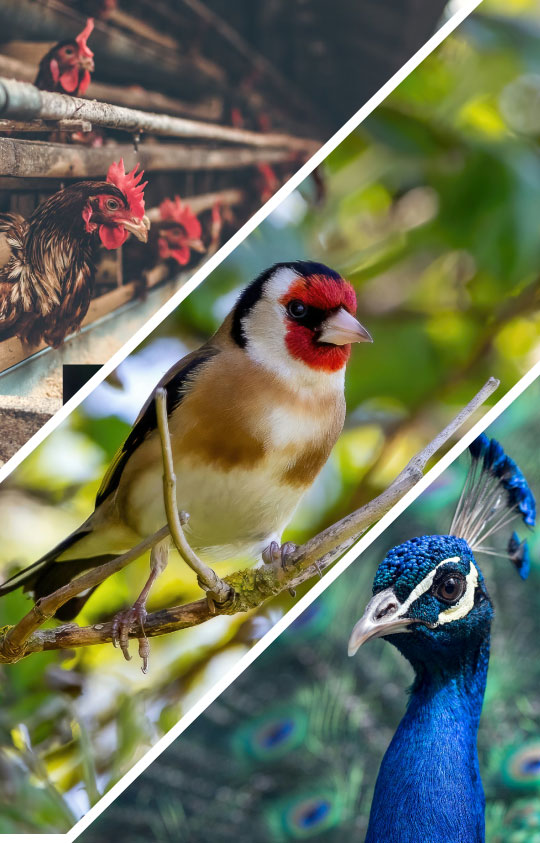Livestock, Poultry & Aviary Livestock, Poultry & Aviary