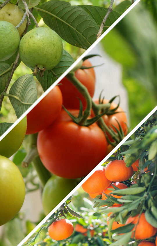 Orchards & Vegitables Orchards & Vegitables