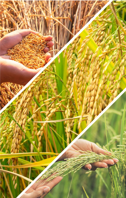 organic basmati rice organic basmati rice