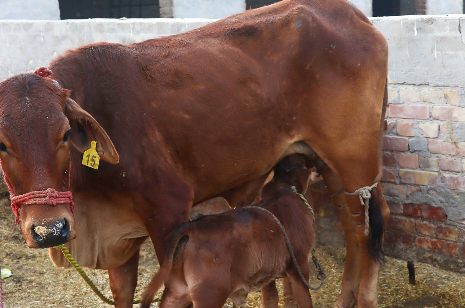 organic calves in Pakistan organic calves in Pakistan