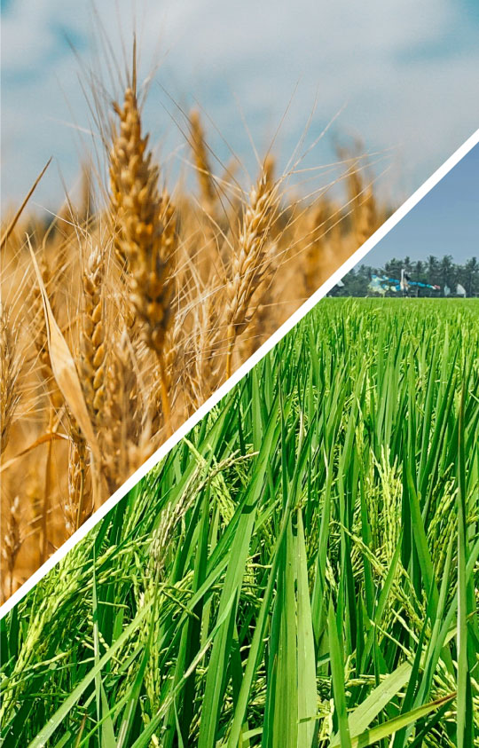 Organic Crops Organic Crops
