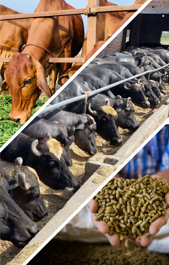 organic livestock organic livestock