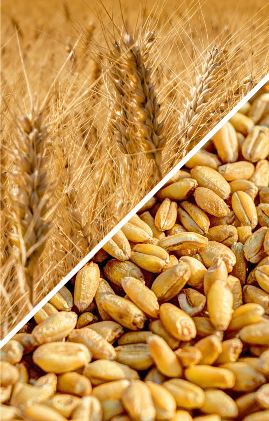organic wheat organic wheat