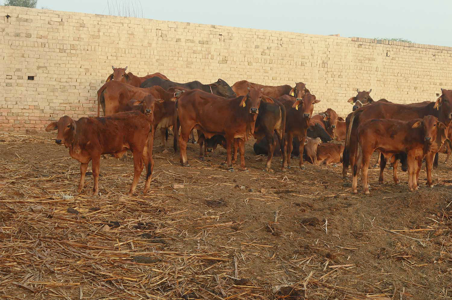 sahiwal cattle sahiwal cattle