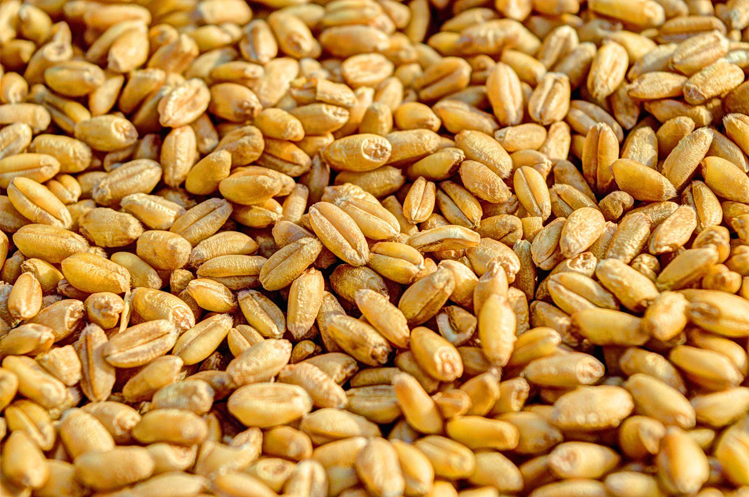 wheat seeds Organic Wheat